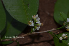 Atalantia racemosa var. bourdillonii